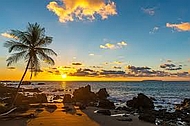 tamarindo
