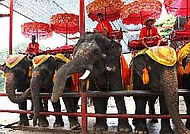 elephants
